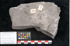 Foto (Objekt + Etikett) von Sphenopteris trifoliata Brongniart (NHMW-GEO-2024-0188-10802)